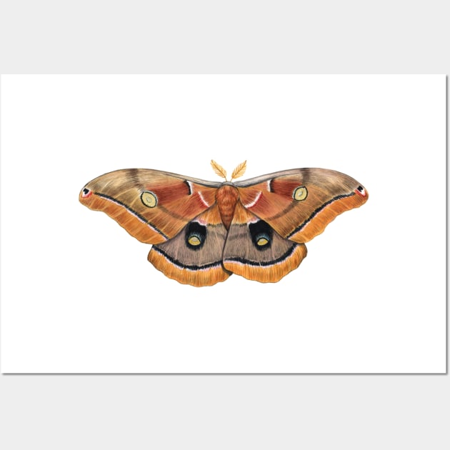 Polyphemus Moth Wall Art by JadaFitch